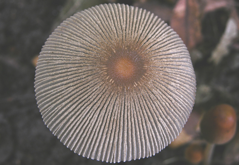 Coprinaceae.